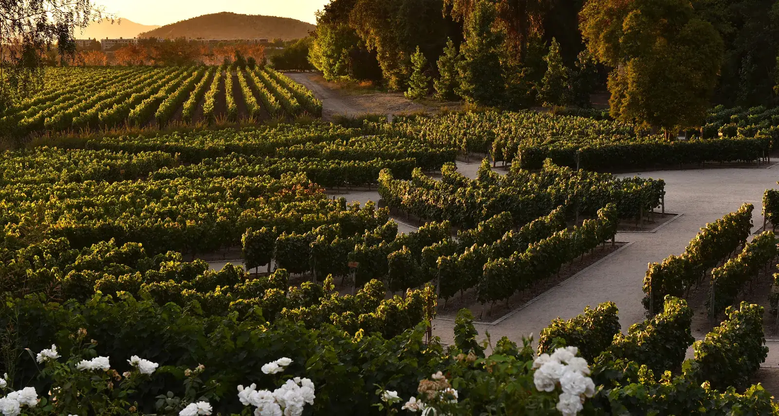 Concha y Toro vineyards in Pirque at sunset