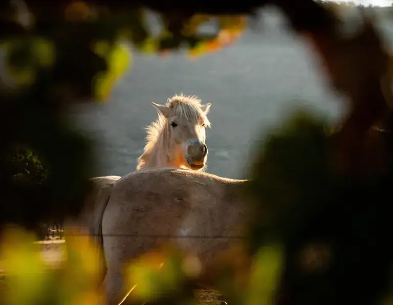A Norwegian Fjord horse framed by vine leaves at Viña Odfjell