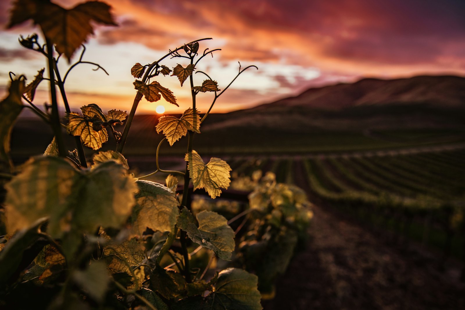 A vineyard turning gold in autumn
