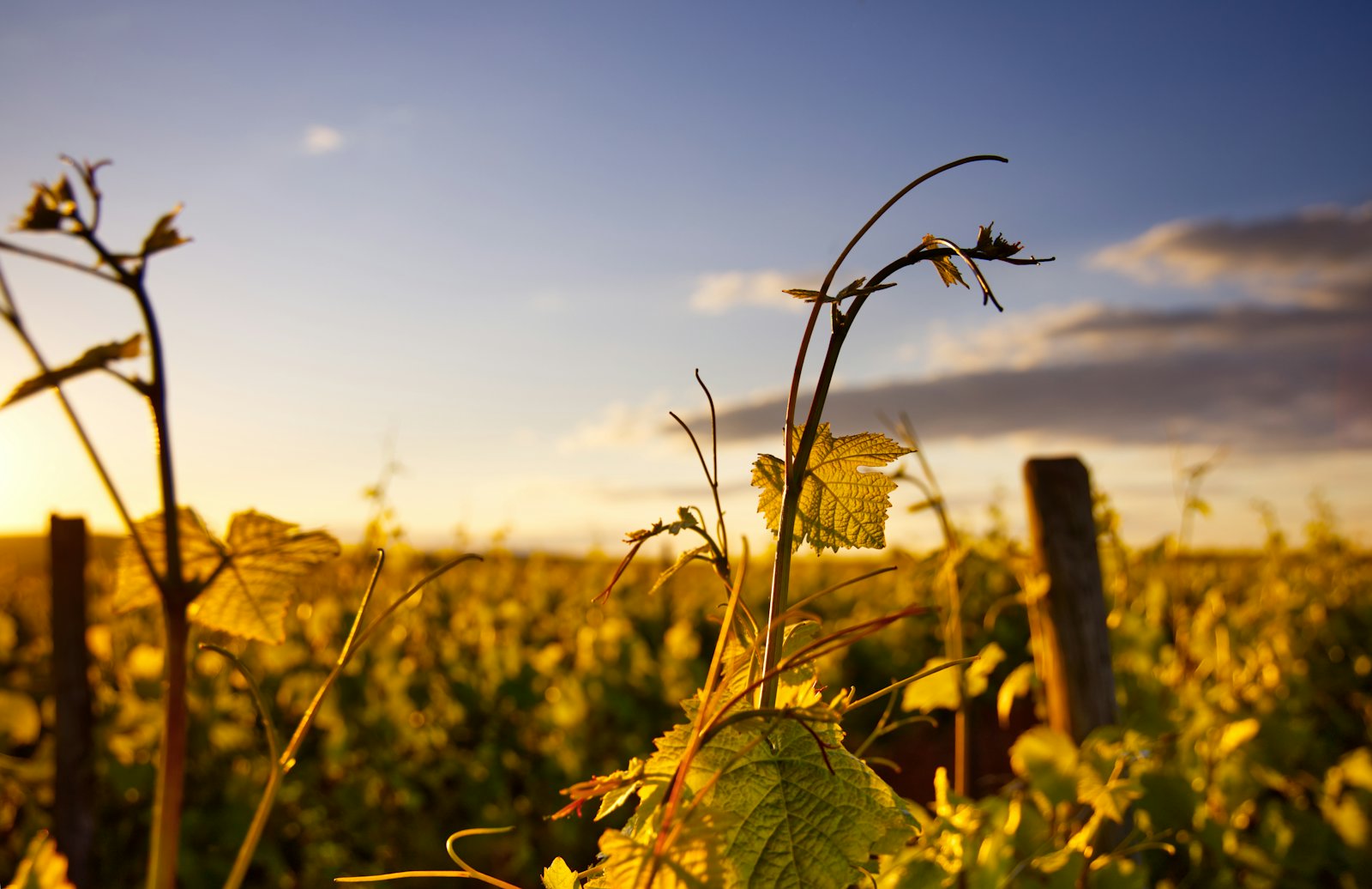 A glass of red wine in the vineyard